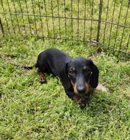 Oakley , a male Miniature Dachshund for sale in Hartville, MO – Photo 3 of 10