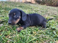 Oakley , a male Miniature Dachshund for sale in Hartville, MO – Photo 3 of 10