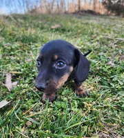 Oakley , a male Miniature Dachshund for sale in Hartville, MO – Photo 8 of 10