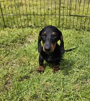 Oakley , a male Miniature Dachshund for sale in Hartville, MO – Photo 9 of 10