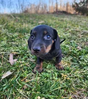 Oakley , a male Miniature Dachshund for sale in Hartville, MO – Photo 9 of 10