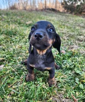 Oakley , a male Miniature Dachshund for sale in Hartville, MO – Photo 2 of 10