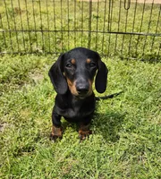 Oakley , a male Miniature Dachshund for sale in Hartville, MO – Photo 4 of 10