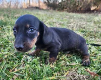 Oakley , a male Miniature Dachshund for sale in Hartville, MO – Photo 10 of 10