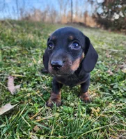 Oakley , a male Miniature Dachshund for sale in Hartville, MO – Photo 1 of 10