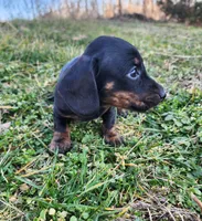 Oakley , a male Miniature Dachshund for sale in Hartville, MO – Photo 6 of 10