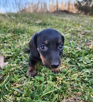 Oakley , a male Miniature Dachshund for sale in Hartville, MO – Photo 7 of 10
