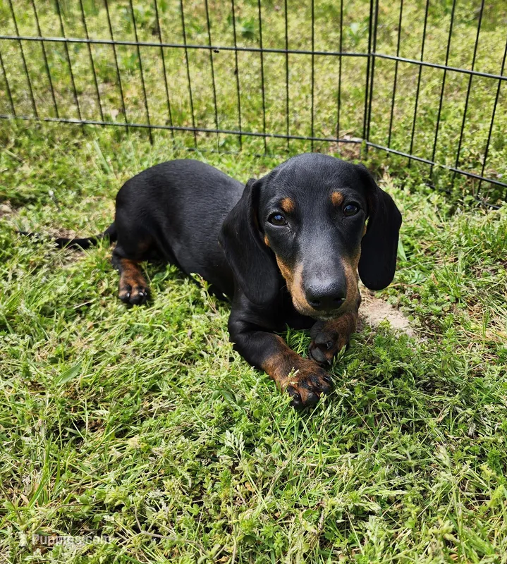 Oakley  – Miniature Dachshund puppy on hold in Hartville, MO