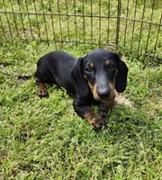 Oakley , a male Miniature Dachshund for sale in Hartville, MO – Photo 1 of 10