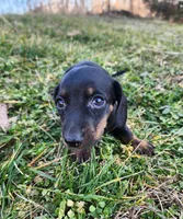 Oakley , a male Miniature Dachshund for sale in Hartville, MO – Photo 5 of 10