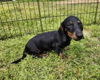 Oakley , a male Miniature Dachshund for sale in Hartville, MO – Photo 5 of 10