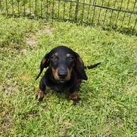 Oakley , a male Miniature Dachshund for sale in Hartville, MO – Photo 6 of 10