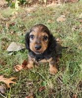 Gus, a male Miniature Dachshund for sale in Hartville, MO – 2 of 8
