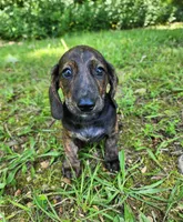 Zippo, a male Miniature Dachshund for sale in Hartville, MO – 3 of 10
