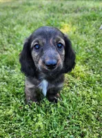 Remi, a male Miniature Dachshund for sale in Hartville, MO – Photo 2 of 10