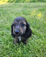 Remi, a male Miniature Dachshund for sale in Hartville, MO – Photo 6 of 10