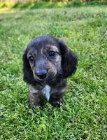 Remi, a male Miniature Dachshund for sale in Hartville, MO – Photo 4 of 10