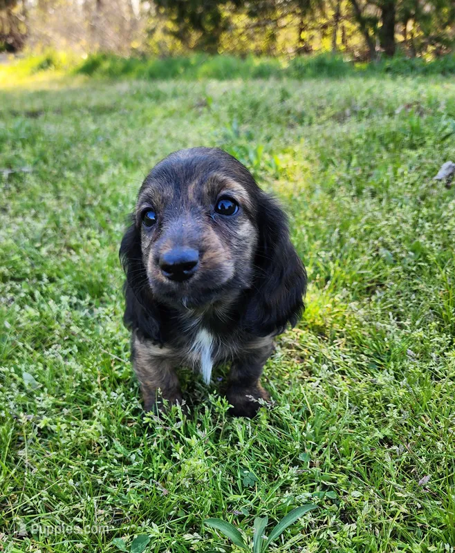 Remi – Miniature Dachshund puppy for sale in Hartville, MO