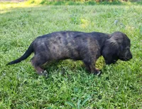 Remi, a male Miniature Dachshund for sale in Hartville, MO – Photo 7 of 10