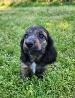 Remi, a male Miniature Dachshund for sale in Hartville, MO – Photo 5 of 10