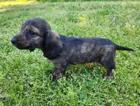 Remi, a male Miniature Dachshund for sale in Hartville, MO – Photo 8 of 10