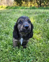Remi, a male Miniature Dachshund for sale in Hartville, MO – Photo 10 of 10