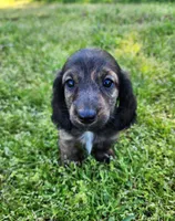 Remi, a male Miniature Dachshund for sale in Hartville, MO – Photo 3 of 10