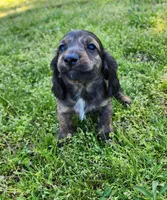 Remi, a male Miniature Dachshund for sale in Hartville, MO – Photo 9 of 10