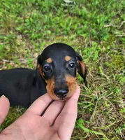 Winston , a male Miniature Dachshund for sale in Hartville, MO – 9 of 10