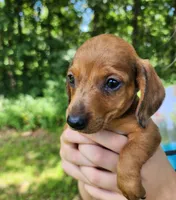 Banjo, a male Miniature Dachshund for sale in Hartville, MO – 3 of 10