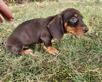 Felix, a male Miniature Dachshund for sale in Hartville, MO – 7 of 10