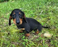 Walker, a male Miniature Dachshund for sale in Hartville, MO – 2 of 10