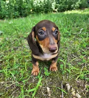 Whiskey , a male Miniature Dachshund for sale in Hartville, MO – 7 of 10