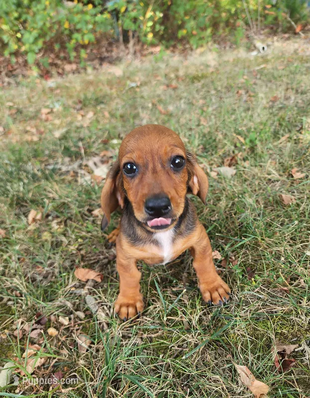 Dax – Miniature Dachshund puppy for sale in Hartville, MO
