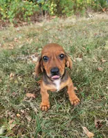Dax, a male Miniature Dachshund for sale in Hartville, MO – 1 of 10