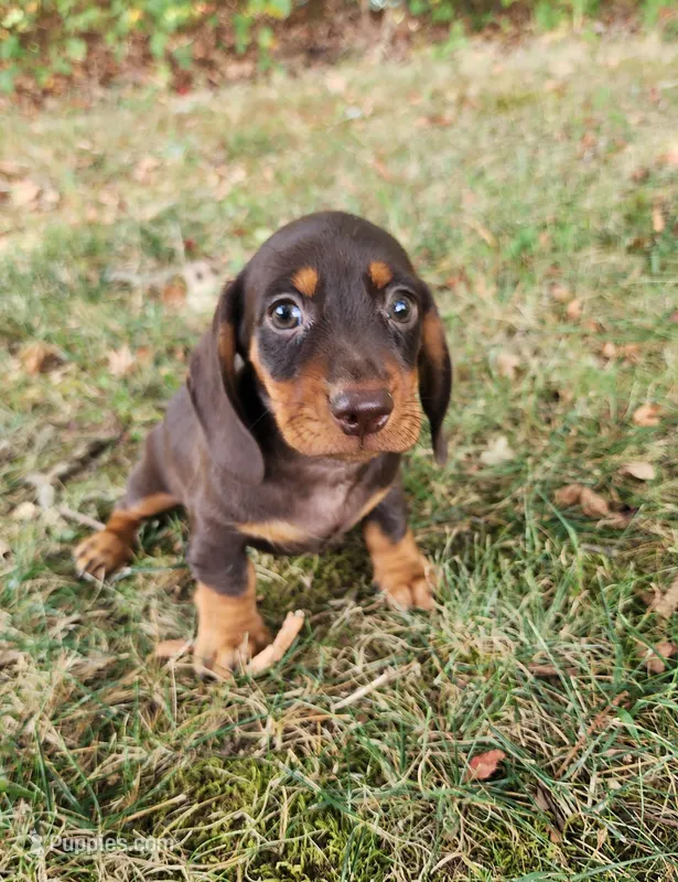 Felix – Miniature Dachshund puppy for sale in Hartville, MO