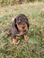 Felix, a male Miniature Dachshund for sale in Hartville, MO – 1 of 10