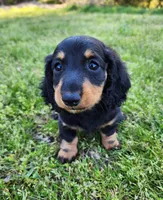 Tabby , a female Miniature Dachshund for sale in Hartville, MO – Photo 5 of 10