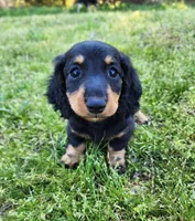 Tabby , a female Miniature Dachshund for sale in Hartville, MO – Photo 6 of 10