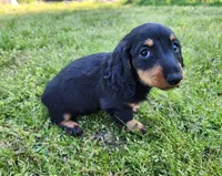 Tabby , a female Miniature Dachshund for sale in Hartville, MO – Photo 9 of 10