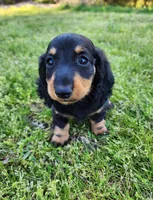 Tabby , a female Miniature Dachshund for sale in Hartville, MO – Photo 7 of 10