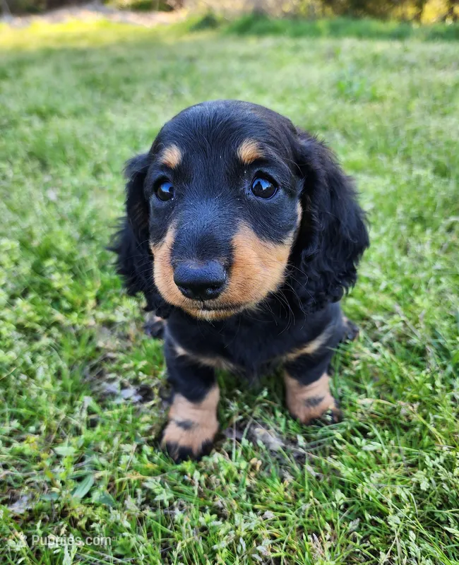 Tabby  – Miniature Dachshund puppy for sale in Hartville, MO