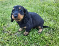 Tabby , a female Miniature Dachshund for sale in Hartville, MO – Photo 4 of 10