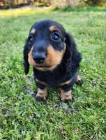 Tabby , a female Miniature Dachshund for sale in Hartville, MO – Photo 8 of 10