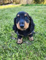Tabby , a female Miniature Dachshund for sale in Hartville, MO – Photo 2 of 10