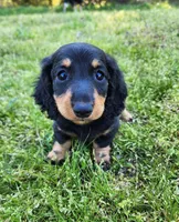 Tabby , a female Miniature Dachshund for sale in Hartville, MO – Photo 10 of 10