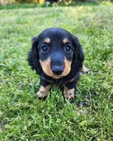 Tabby , a female Miniature Dachshund for sale in Hartville, MO – Photo 3 of 10