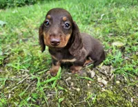 Willow, a female Miniature Dachshund for sale in Hartville, MO – 3 of 10