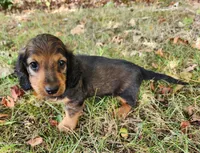 Gus, a male Miniature Dachshund for sale in Hartville, MO – 6 of 8