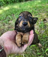 Bear, a male Miniature Dachshund for sale in Hartville, MO – 2 of 10